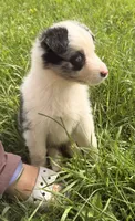 Mandy, a female Australian Shepherd for sale in North Branch, MI – 3 of 8