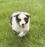Ruby, a female Australian Shepherd for sale in North Branch, MI – 3 of 8
