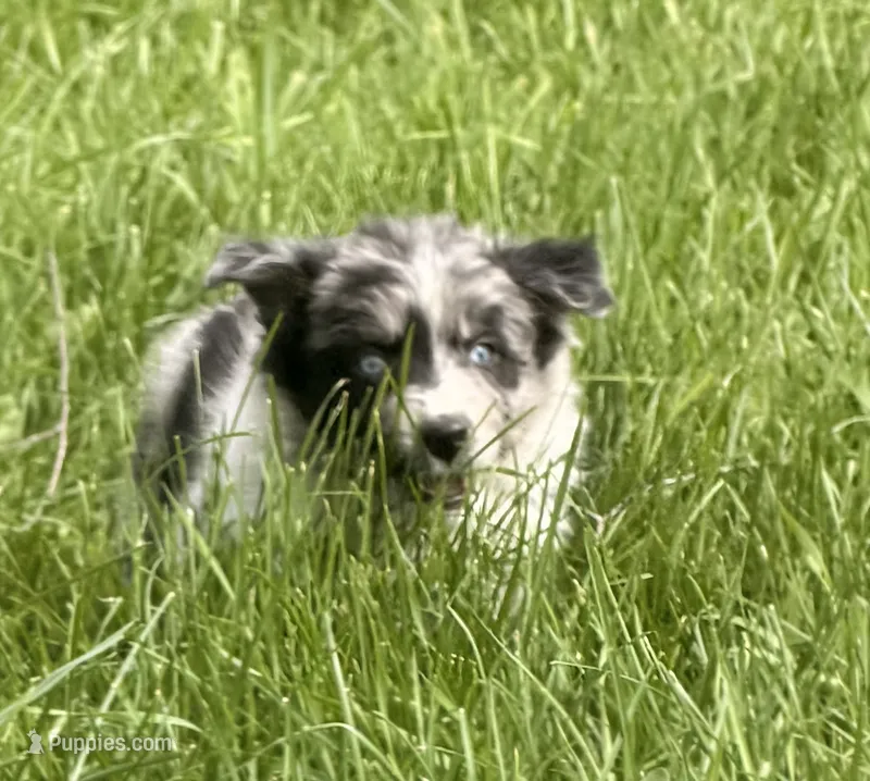 Lucy – Australian Shepherd puppy for sale in North Branch, MI