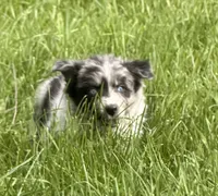 Lucy, a female Australian Shepherd for sale in North Branch, MI – 1 of 10