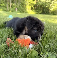 Mandy, a female Australian Shepherd and German Shepherd Dog for sale in North Branch, MI – 4 of 10