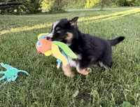 Penny, a female Australian Shepherd and German Shepherd Dog for sale in North Branch, MI – 5 of 10