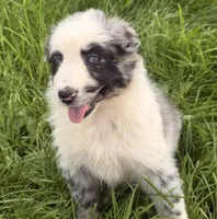 Ruby, a female Australian Shepherd for sale in North Branch, MI – 8 of 8