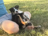 Sophie , a female Australian Shepherd for sale in North Branch, MI – 8 of 10
