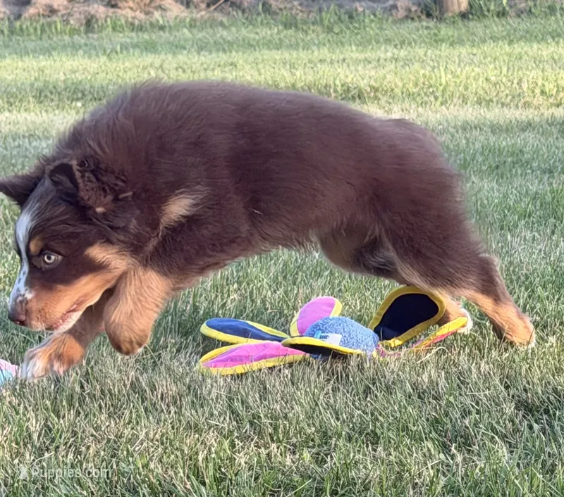 Charlie – Australian Shepherd puppy for sale in North Branch, MI
