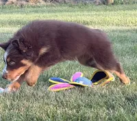 Charlie, a male Australian Shepherd for sale in North Branch, MI – 1 of 5