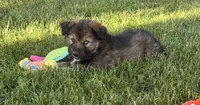 Blue , a male Australian Shepherd and German Shepherd Dog for sale in North Branch, MI – 6 of 10