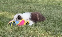 Ellie, a female Australian Shepherd for sale in North Branch, MI – 4 of 6