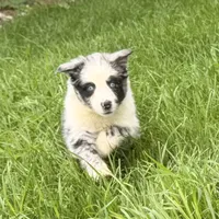 Ruby, a female Australian Shepherd for sale in North Branch, MI – 2 of 8