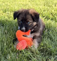 Dolly, a female Australian Shepherd and German Shepherd Dog for sale in North Branch, MI – 4 of 10
