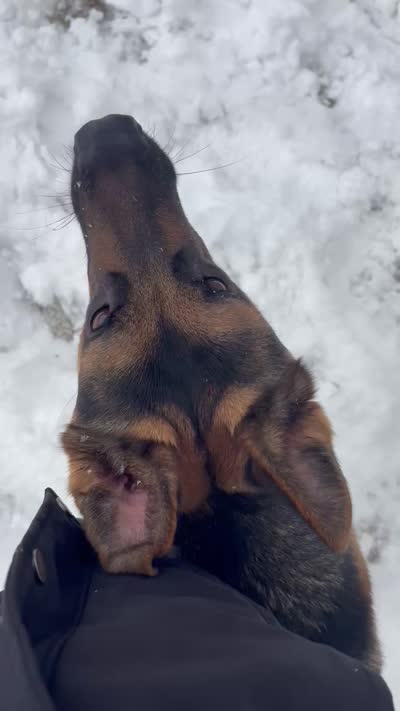 Grit, a male German Shepherd Dog for sale in Bronx, NY – 6 of 8
