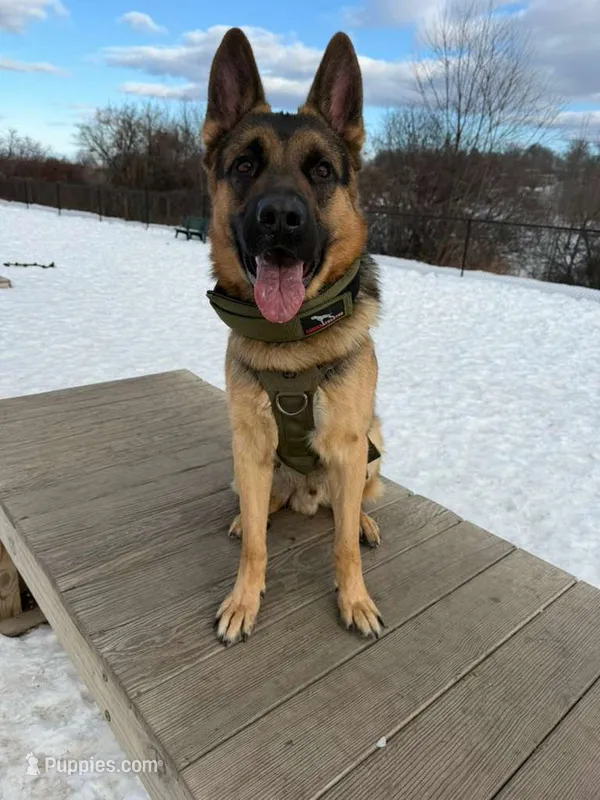 Grit – German Shepherd Dog puppy for sale in Bronx, NY