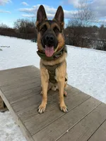 Grit, a male German Shepherd Dog for sale in Bronx, NY – 1 of 8