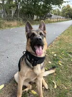 Grit, a male German Shepherd Dog for sale in Bronx, NY – 7 of 8
