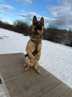 Grit, a male German Shepherd Dog for sale in Bronx, NY – 3 of 8