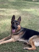 Grit, a male German Shepherd Dog for sale in Bronx, NY – 8 of 8