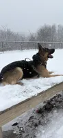 Grit, a male German Shepherd Dog for sale in Bronx, NY – 4 of 8