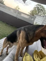 Grit, a male German Shepherd Dog for sale in Bronx, NY – 5 of 8