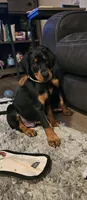 Sirus, a male Doberman Pinscher for sale in Hartville, OH – Photo 1 of 2