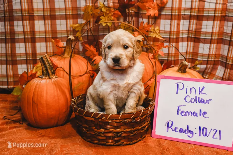 Pink Collar – Golden Retriever puppy for sale in Shelbyville, TN