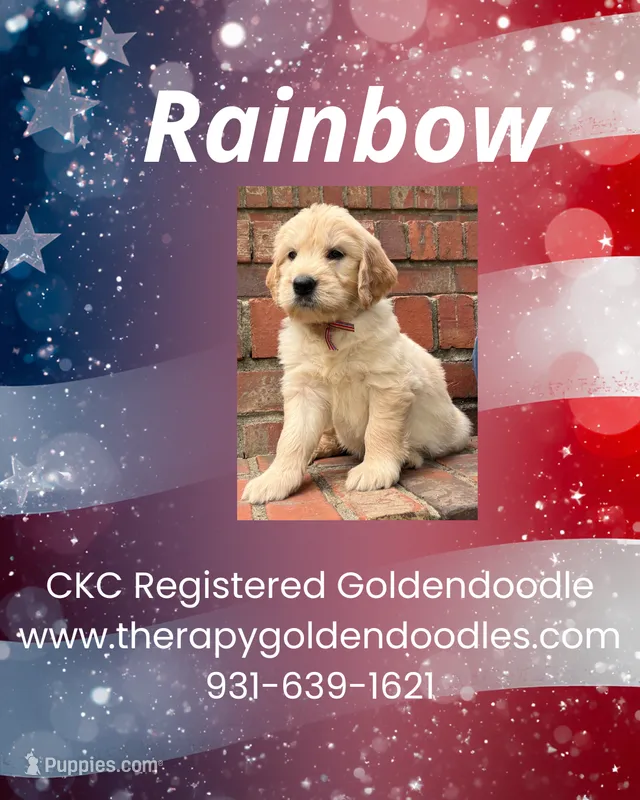 Rainbow – Goldendoodle puppy for sale in Shelbyville, TN