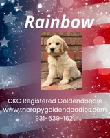 Rainbow, a female Goldendoodle for sale in Shelbyville, TN – 1 of 3