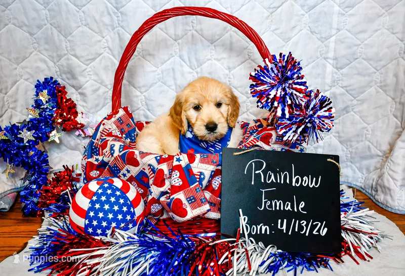 Rainbow – Goldendoodle puppy for sale in Shelbyville, TN