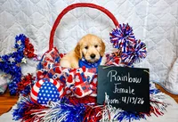 Rainbow, a female Goldendoodle for sale in Shelbyville, TN – 1 of 5