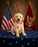 America, a male Golden Retriever for sale in Shelbyville, TN – 1 of 4
