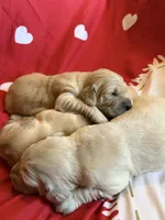 Bear, a male Golden Retriever for sale in Shelbyville, TN – 1 of 6
