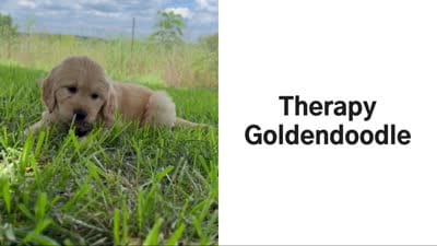 The Patriot, a male Goldendoodle for sale in Shelbyville, TN – 3 of 4