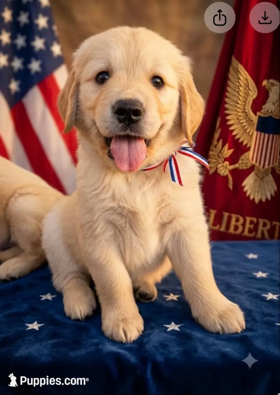 America, a male Golden Retriever for sale in Shelbyville, TN – 2 of 4
