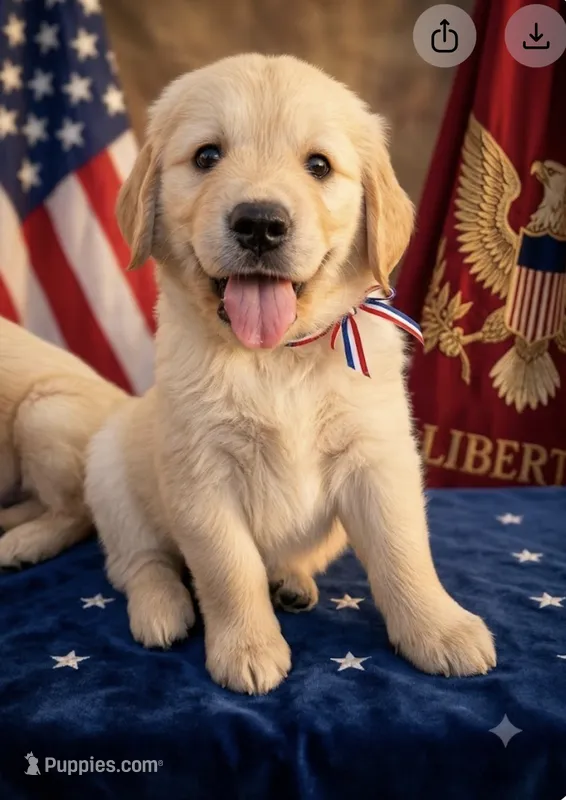 America – Goldendoodle puppy for sale in Shelbyville, TN