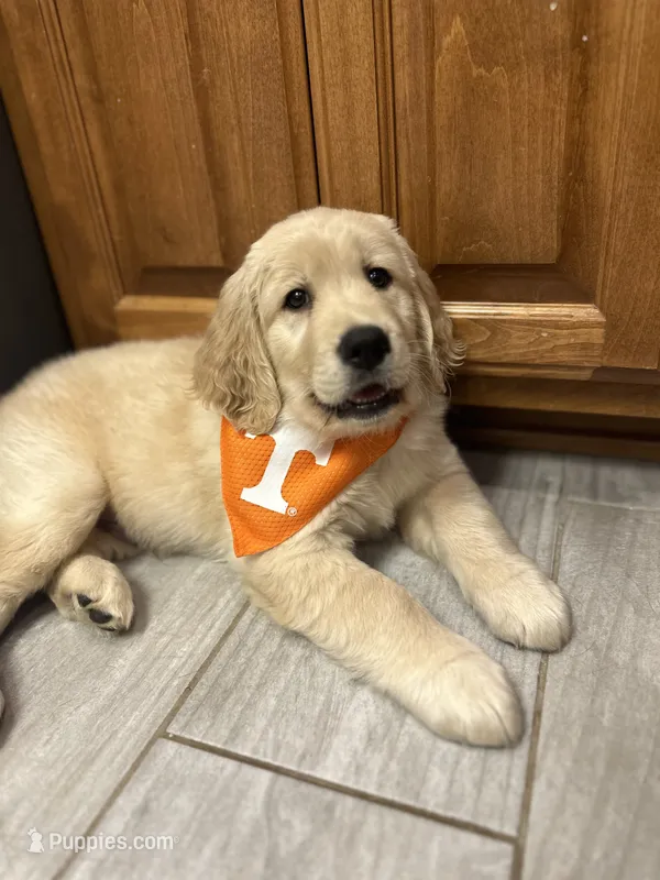 Peaches – Golden Retriever puppy for sale in Shelbyville, TN