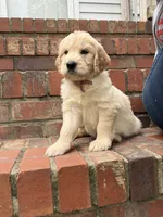Rainbow, a female Goldendoodle for sale in Shelbyville, TN – 2 of 3