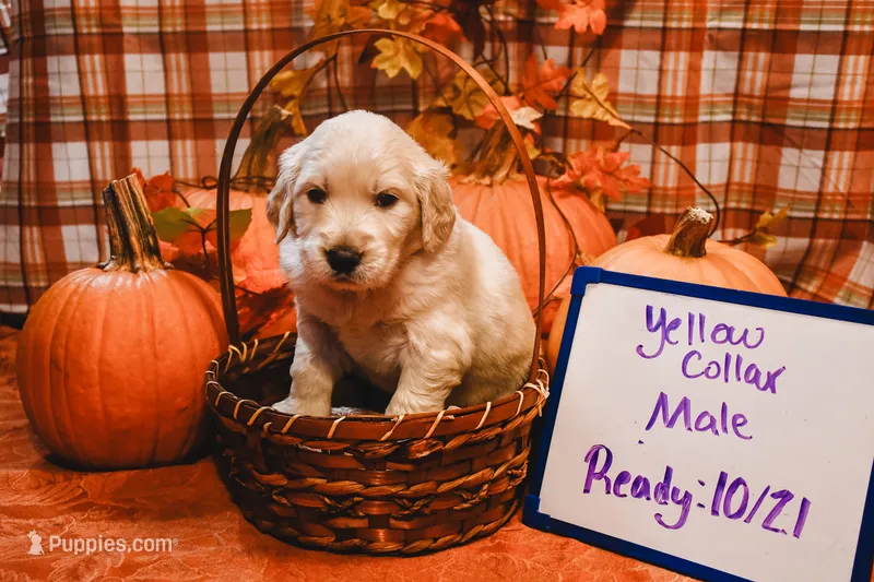 Yellow Collar  – English Cream Golden Retriever puppy for sale in Shelbyville, TN