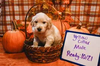 Yellow Collar , a  English Cream Golden Retriever for sale in Shelbyville, TN – 1 of 1