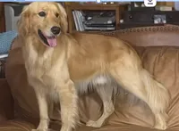 Cream Collar Male, a male Goldendoodle for sale in Shelbyville, TN – 3 of 3