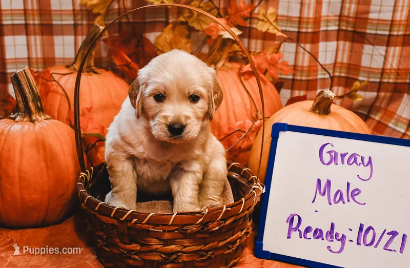 Gray Collar – English Cream Golden Retriever puppy for sale in Shelbyville, TN