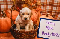 Gray Collar, a male English Cream Golden Retriever for sale in Shelbyville, TN – 1 of 6