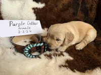 Purple Collar, a female Golden Retriever for sale in Shelbyville, TN – Photo 3 of 4