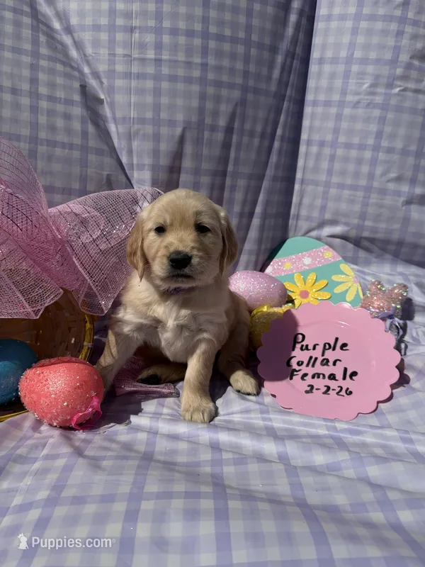 Purple Collar – Golden Retriever puppy for sale in Shelbyville, TN