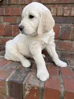 Dark Pink Collar, a female Golden Retriever for sale in Shelbyville, TN – Photo 2 of 5