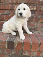 Dark Pink Collar, a female Golden Retriever for sale in Shelbyville, TN – Photo 5 of 5