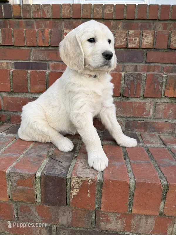 Dark Pink Collar – Golden Retriever puppy for sale in Shelbyville, TN