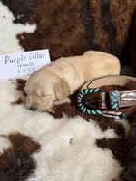 Purple Collar, a female Golden Retriever for sale in Shelbyville, TN – Photo 4 of 4