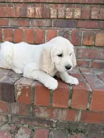 Dark Pink Collar, a female Golden Retriever for sale in Shelbyville, TN – Photo 3 of 5