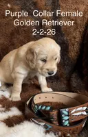Purple Collar, a female Golden Retriever for sale in Shelbyville, TN – Photo 1 of 4