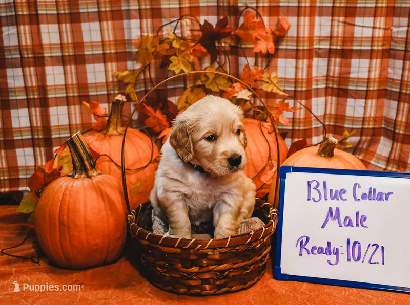Blue Collar – English Cream Golden Retriever puppy for sale in Shelbyville, TN