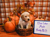 Blue Collar, a male English Cream Golden Retriever for sale in Shelbyville, TN – 1 of 1